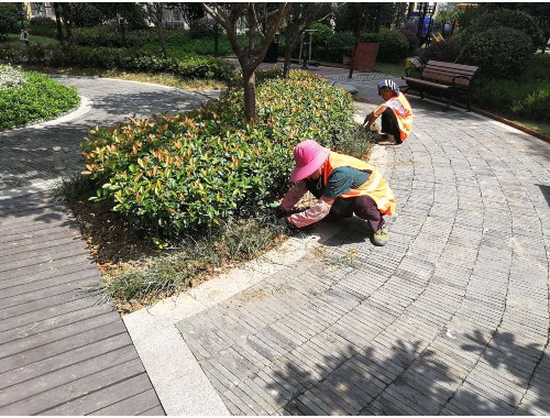 威廉希尔足球官网：保山市政绿化归哪个部门