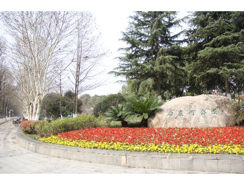 信阳绿化工程造型树基地
